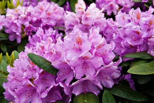 Rhododendron-hortensia skillnad