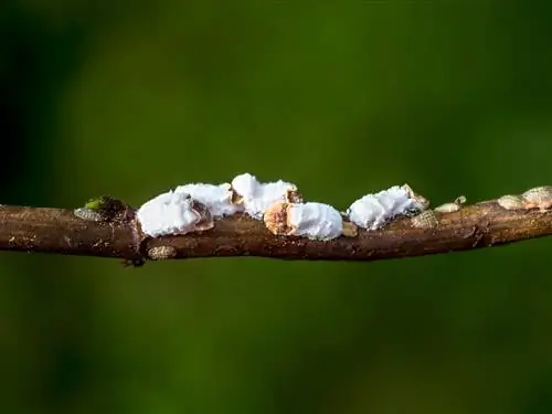 Hydrangeas: successfully combat pests and mealybugs