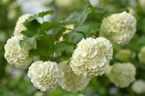 période de floraison de l'hortensia boule de neige