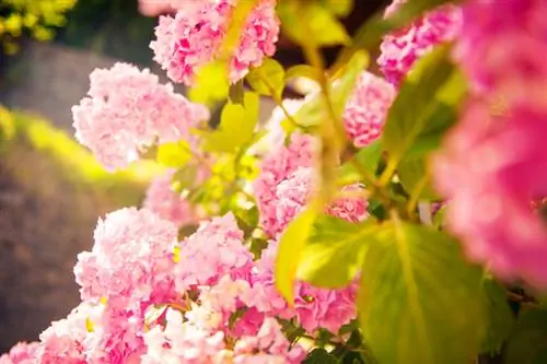 Hortensias amantes del sol: ¿Qué variedades son adecuadas?