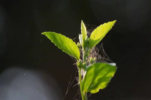 Hortensias: así se combate eficazmente la araña roja