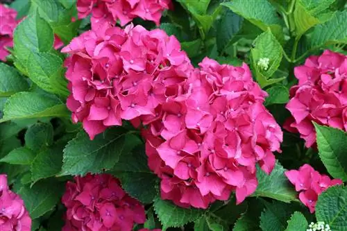 Remontante hortensia's: 'n nimmereindigende vertoning van blomme