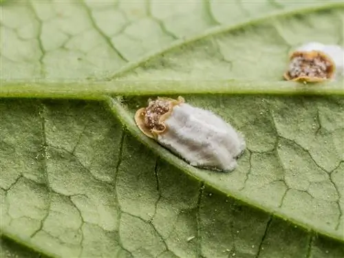 sac scale insects on hydrangeas