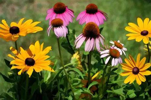 Coneflower: Die mooiste variëteite vir jou tuin