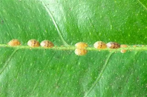 hortensias de insectos escamosos