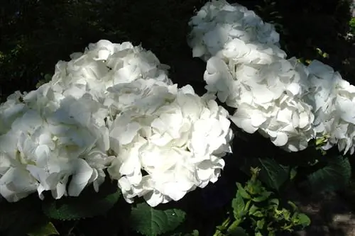 Eneo la Hydrangea