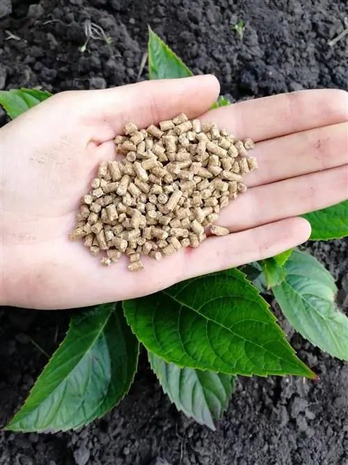 fertilización de verano para hortensias