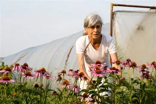 Koneblom in die tuin: Dit is hoe die aantreklike meerjarige plant floreer