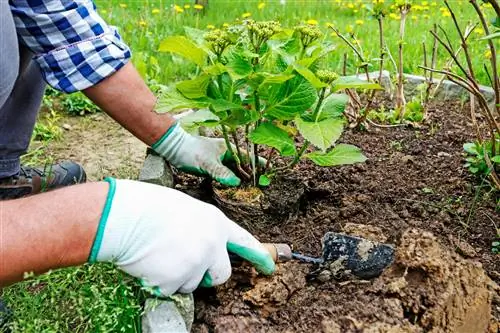 are-hydrangeas-moorbed plants