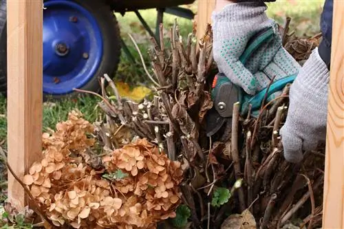 memotong hydrangea bola salju