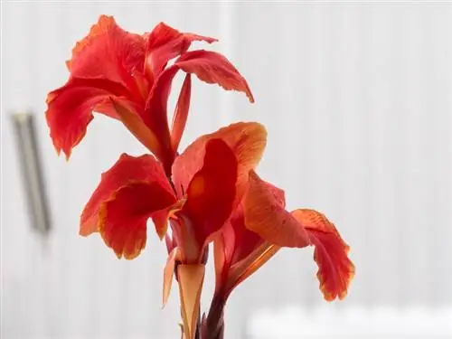 Bagikan Canna