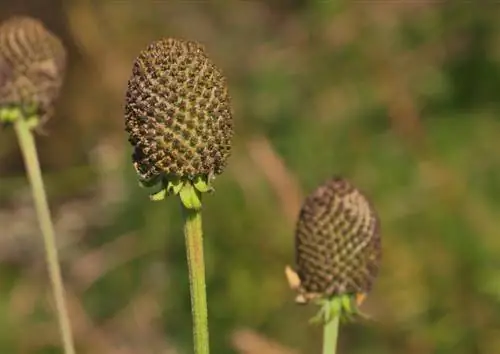 Coneflower seeds