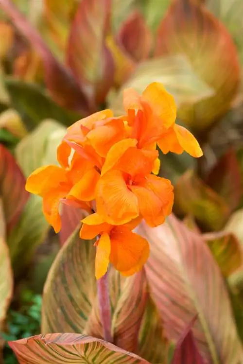 Exotische canna kweken uit zaden: is het de moeite waard?