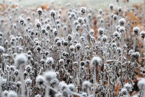 Winterharde zonnehoed: overleeft hij de vorst ongeschonden?