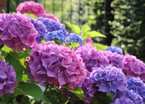 Difference between farmer's hydrangeas and garden hydrangeas