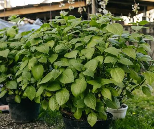 kapan-harus memindahkan-hydrangea-dari-musim dingin