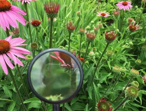 Echinacea blare