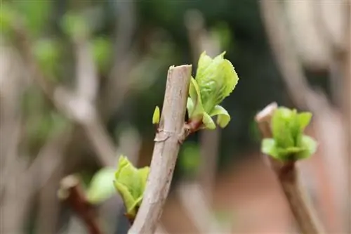 çfarë-është-një-palë-sy-në-hydrangeas