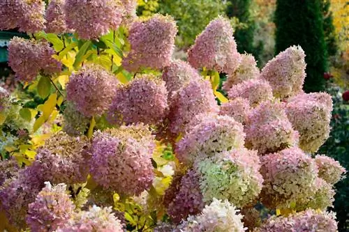 Hydrangea mana yang mekar paling lama?