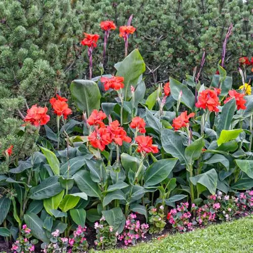 Canna durante o inverno: instruções passo a passo