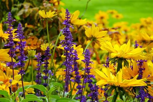 Zonnehoed Locatie: perfecte omstandigheden voor weelderige bloemen