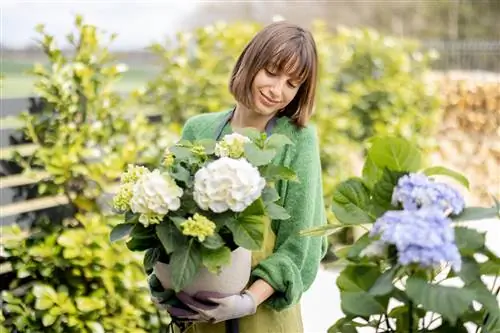 white-hydrangeas-in-pot