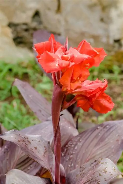 Uspješno napreduje Canna: upute korak po korak