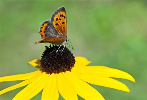 Zonnehoed: De beste tips voor een weelderige bloeiperiode