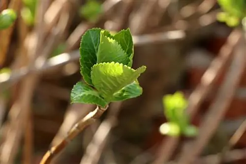 हाइड्रेंजस कब अंकुरित होते हैं?