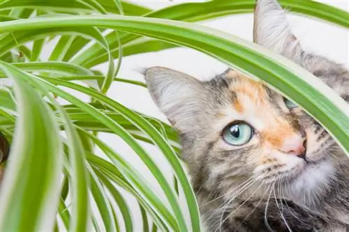 Groene lelie en kat: kunnen ze goed met elkaar overweg?