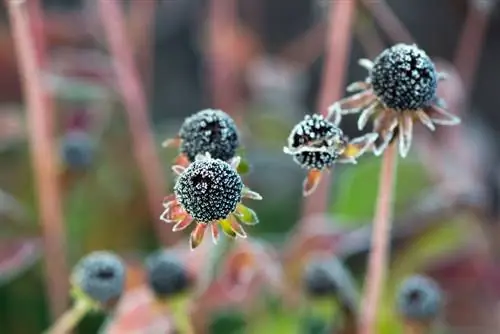 Coneflowers ที่อยู่เหนือฤดูหนาว: นี่คือวิธีปกป้องพืชจากน้ำค้างแข็ง