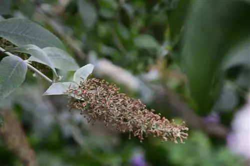 membersihkan buddleia