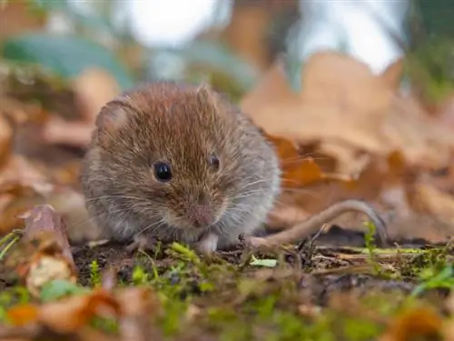 Biologische woelmuisverdediging: de kracht van de keizerlijke kroon