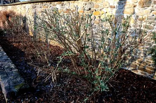 Buddleia شوت می کند