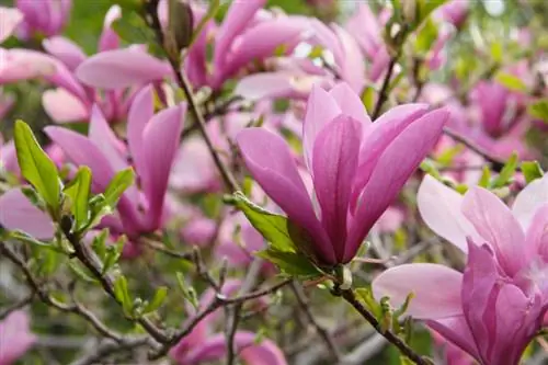 Oorplanting van magnolia: Dit is hoe dit die optimale ligging vind