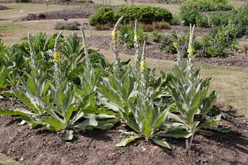 Mullein yetişdirilməsi