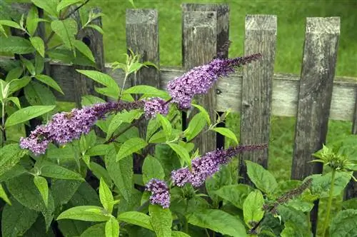 Buddleia als privacyscherm