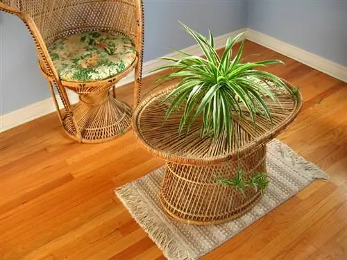 Spider Plant: Přírodní čistička vzduchu pro zdravější místnosti