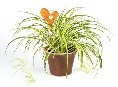 Cutting spider plants: When and how often is it necessary?