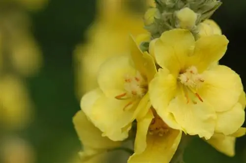 Mullein: เวลาออกดอก การดูแล และตำแหน่งในสวน