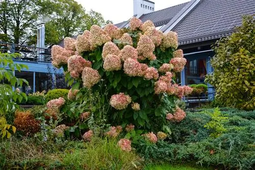 Gaano katagal namumulaklak ang mga hydrangea?