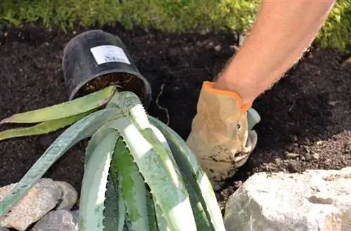 Plantar aloe vera