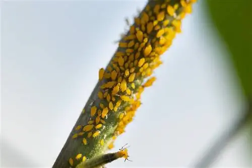 Yellow lice on buddleia: recognize, prevent and combat