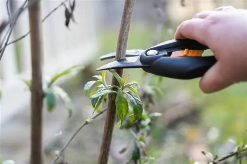 Buddleia mbin vetëm në fund