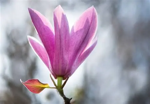 Magnolia utlöpare