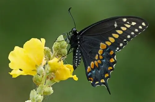 Mullein: ดูแลง่าย ออกดอกสะพรั่งอย่างน่าประทับใจ