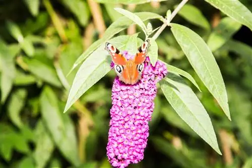 Bladene til buddleiaen i panoramautsikt