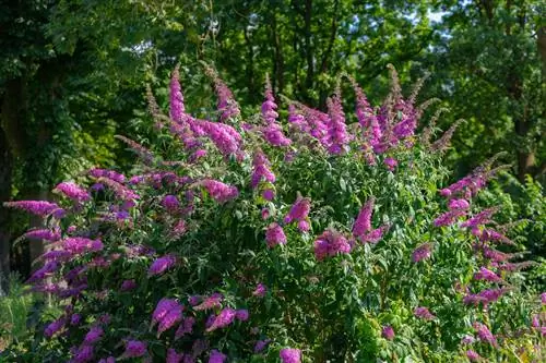 Buddleia keelatud