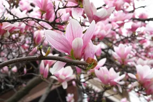 Magnolija zied augustā: cēloņi un īpatnības