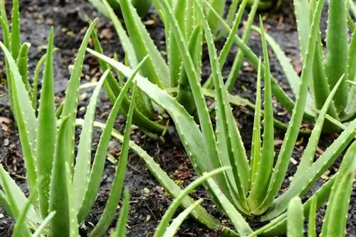 Aloe Vera Grond: Die beste wenke en truuks vir sorg